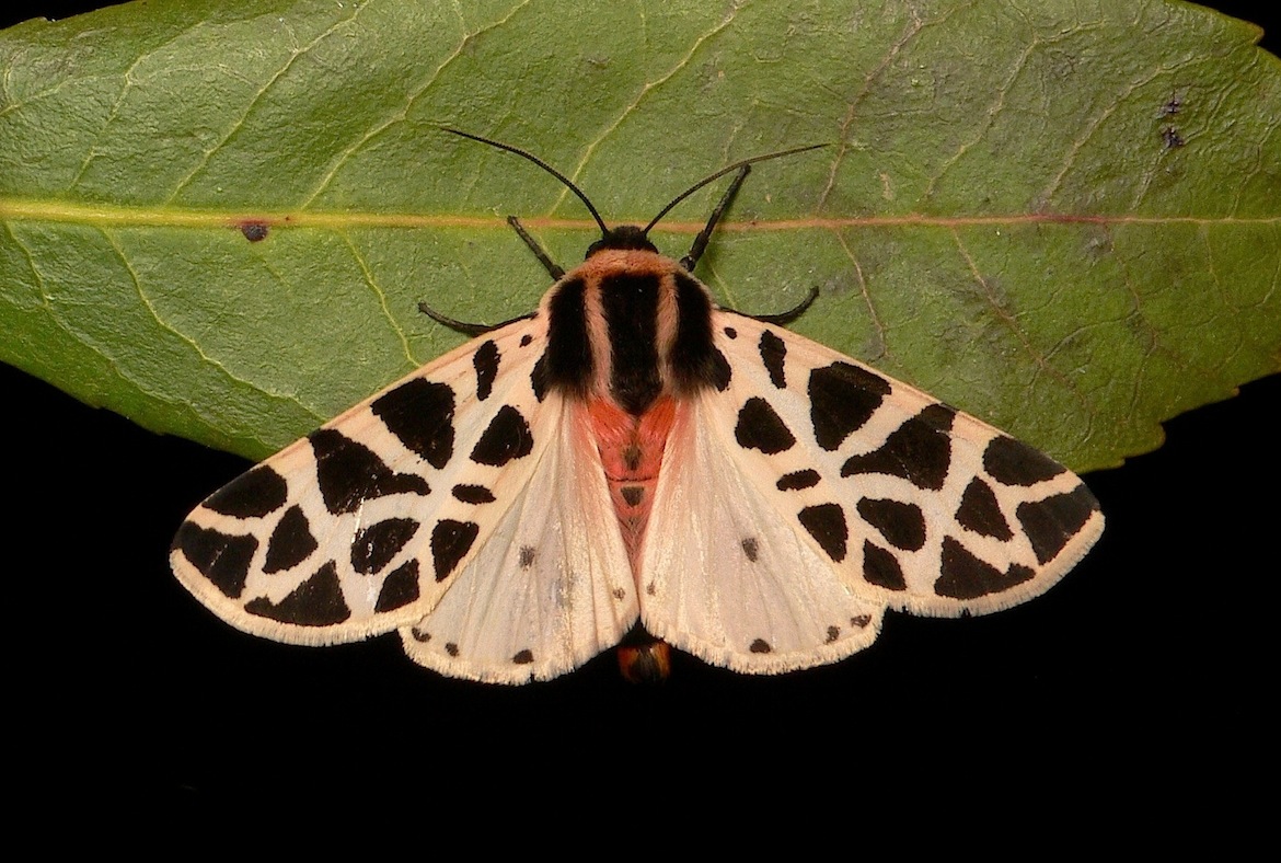 Cymbalophora pudica (Esper, [1785])